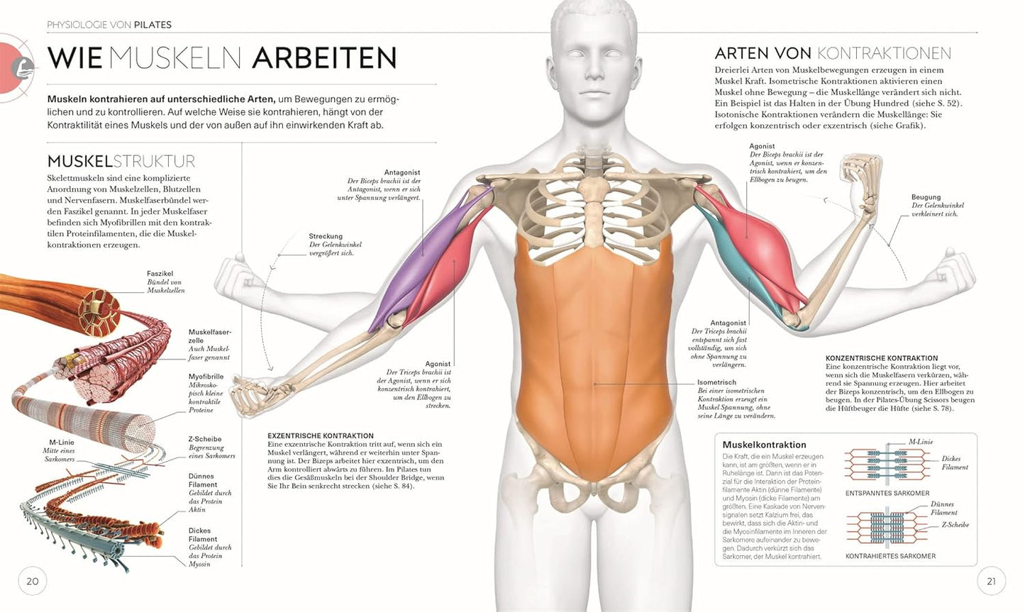 Pilates - Die Anatomie verstehen - The German Bookstore ZA
