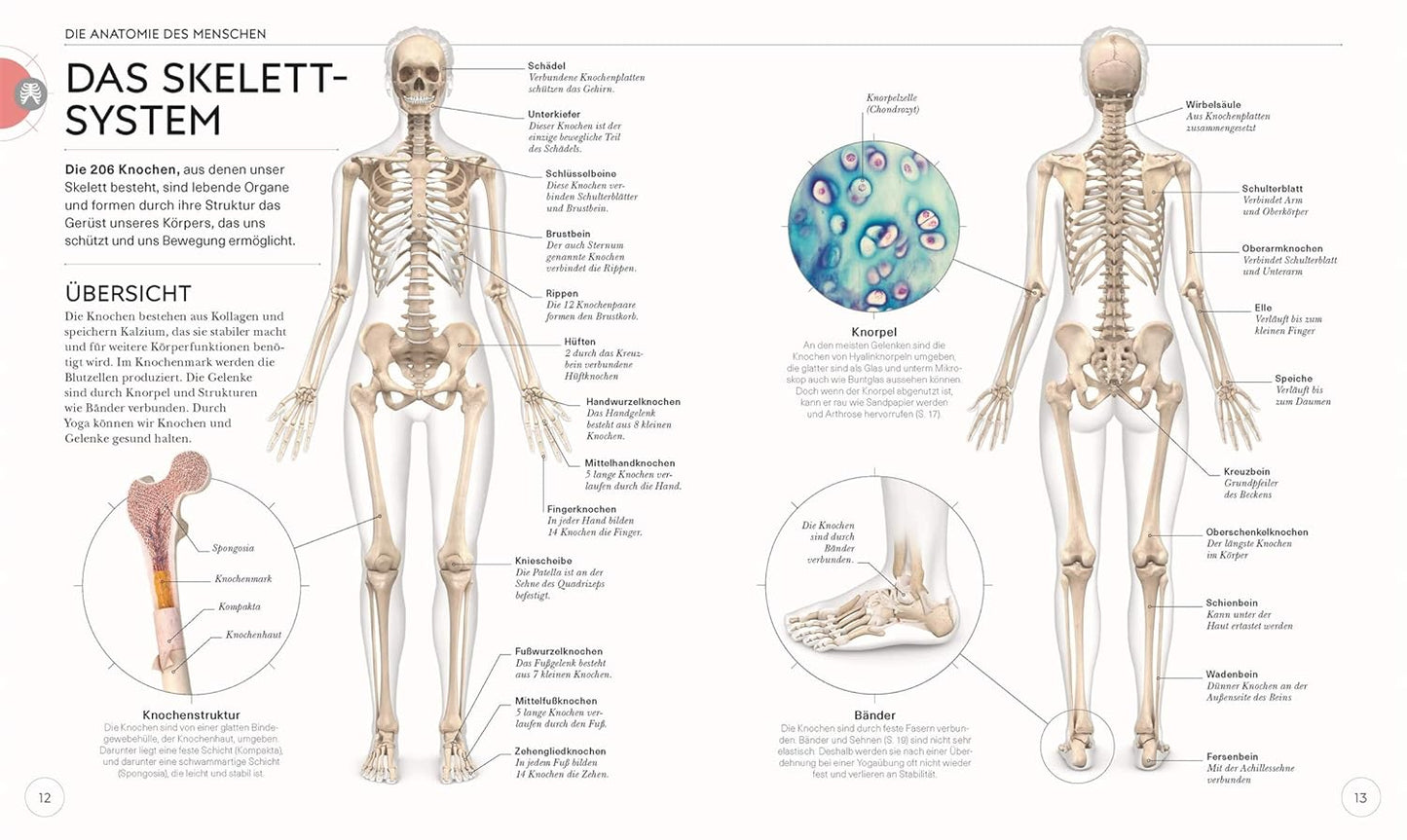 Yoga - Die Anatomie verstehen - The German Bookstore ZA