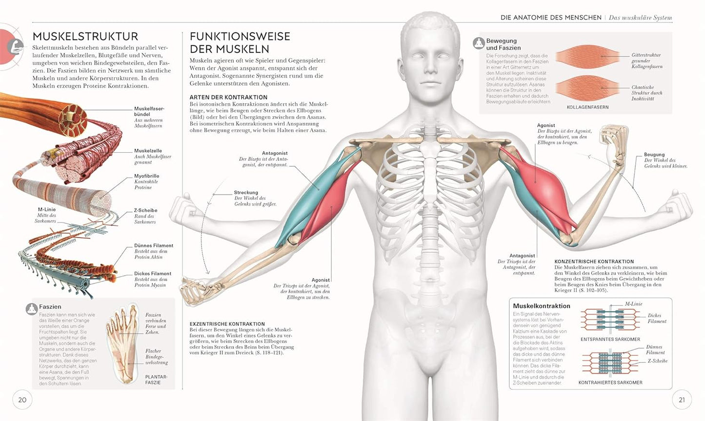 Yoga - Die Anatomie verstehen - The German Bookstore ZA