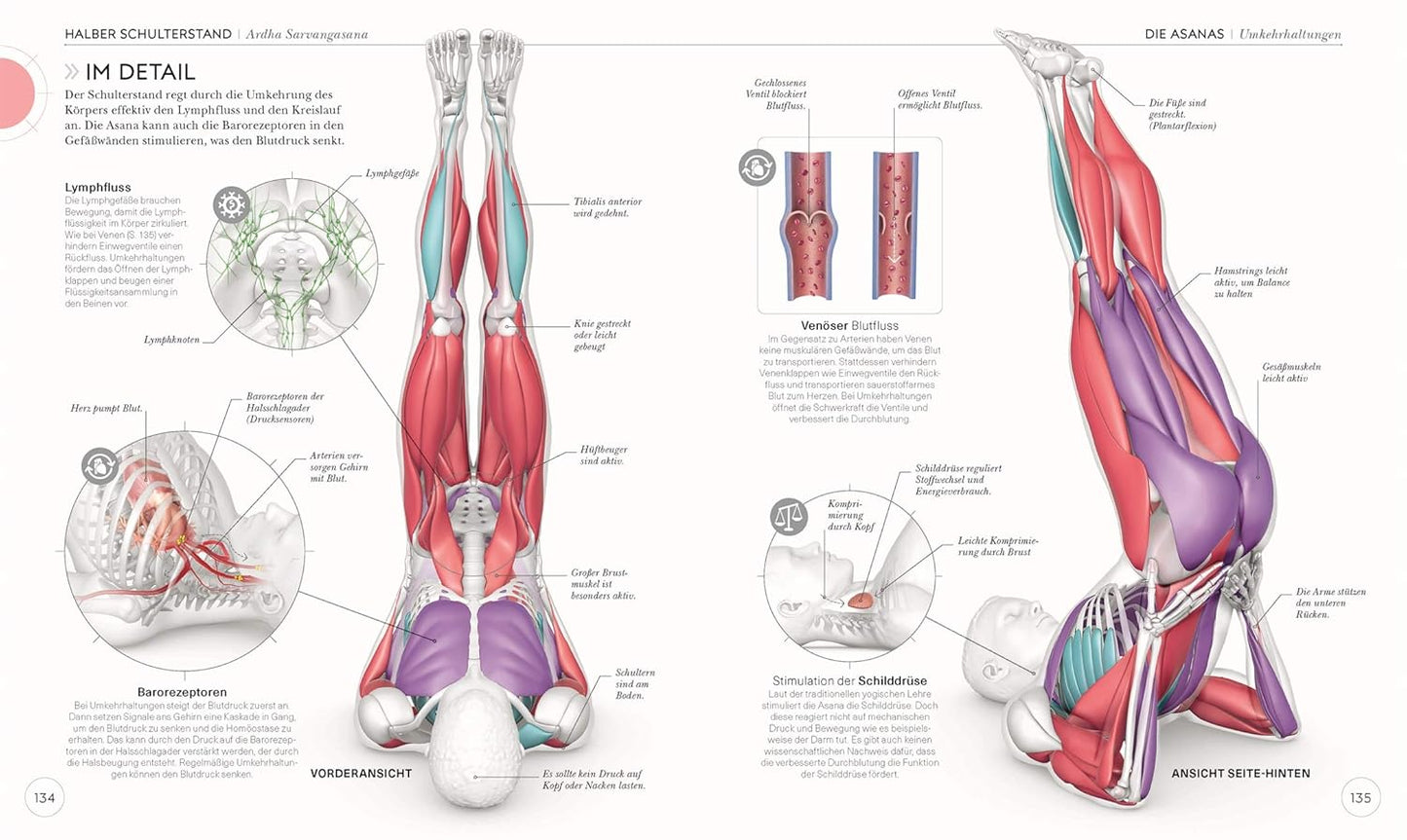 Yoga - Die Anatomie verstehen - The German Bookstore ZA
