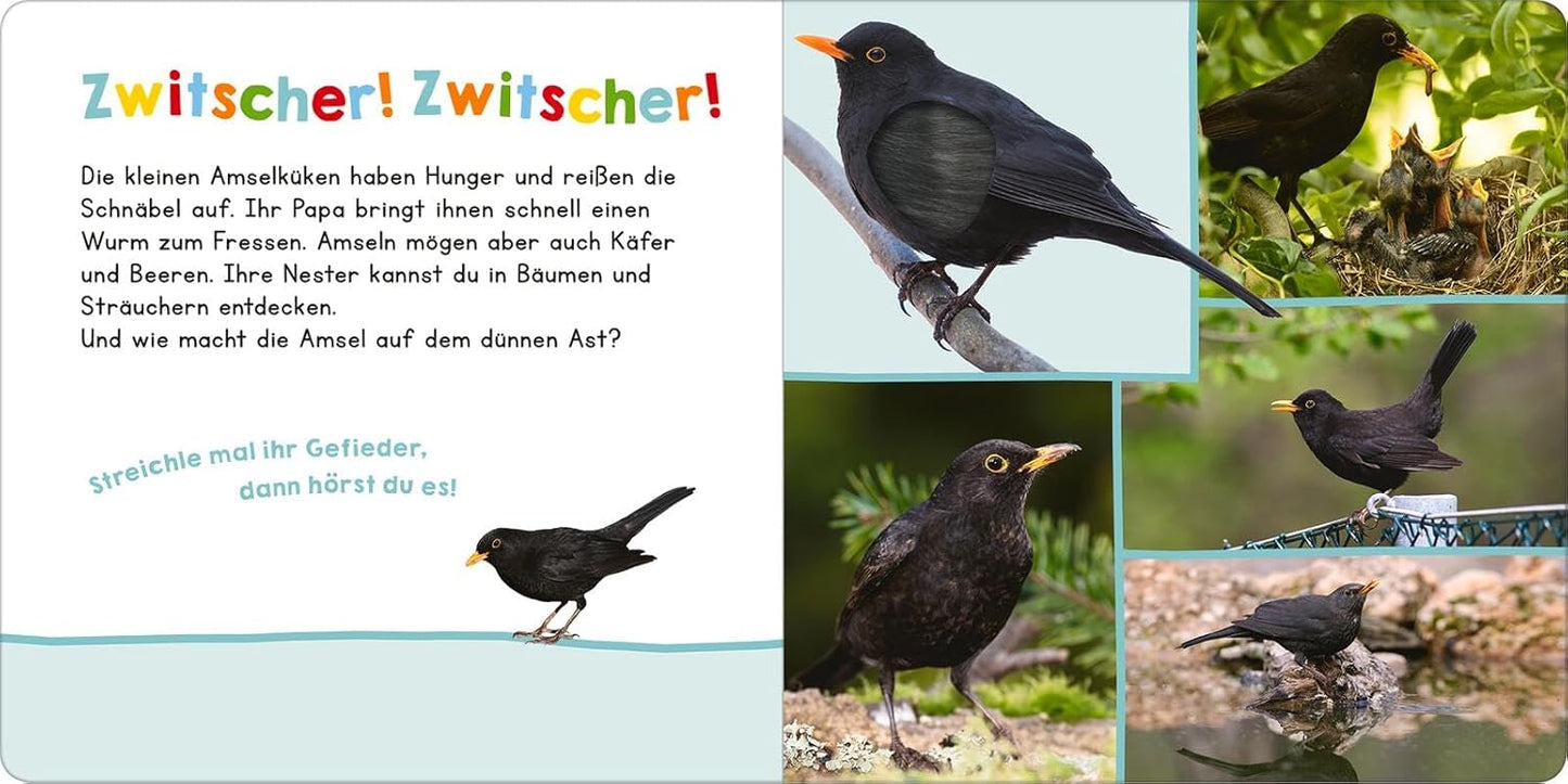 Hör mal rein, wer kann das sein? – Vögel